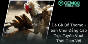 Đá Gà Bồ Thomo - Sân Chơi Đẳng Cấp Trực Tuyến Vượt Thời Gian Với GEM88 5 A Ga Bo Thomo San Choi Ang Cap Truc Tuyen Vuot Thoi Gian Voi Gem88